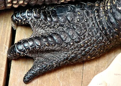 scute: a horny, chitinous, or bony external plate or scale, as on the shell of a turtle, the skin of...