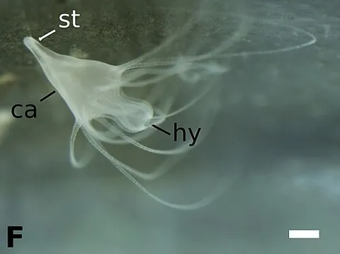 scyphistoma: an individual cell in a stage of the life cycle of a true jellyfish (class Scyphozoa), a colony of...