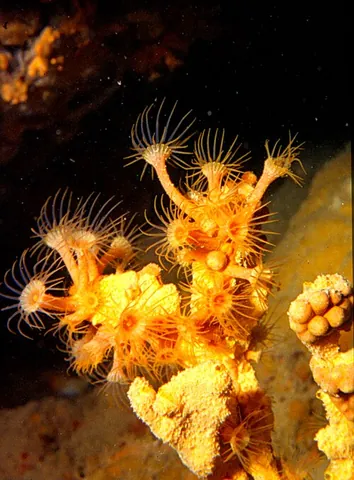 sea anemone: any polyp of the order Actiniaria that occurs in marine or estuarine habitats and captures its food...