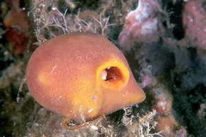 sea apricot: a sponge of the species Suberites domuncula