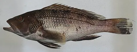 sea bass: any of various species of saltwater fish in various families, or a specimen thereof, in several...