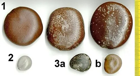 sea bean: a drift seed or drift fruit