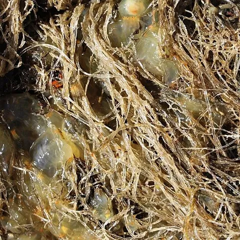 sea beard: a colonial bryozoan of the species Amathia verticillata