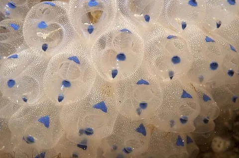 sea bottle: a sea squirt of the species Clavelina australis