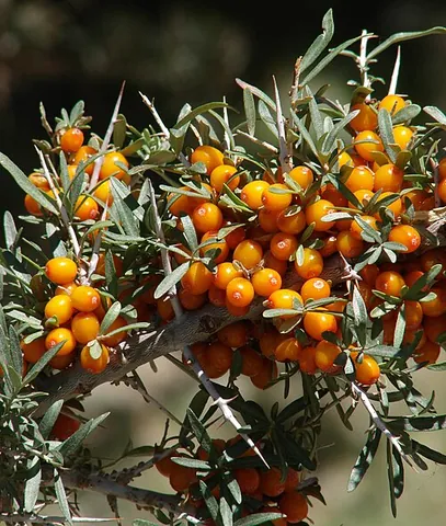 sea buckthorn: any deciduous shrub of the genus Hippophae