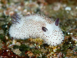 sea bunny: a species of dorid nudibranch sea slug, Jorunna parva, having either a yellow, white, or green...