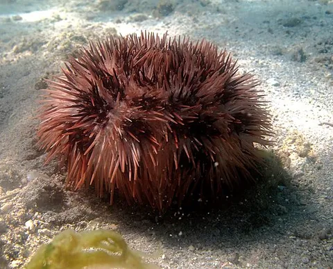 sea button: a sea urchin of the species Pseudoboletia maculata