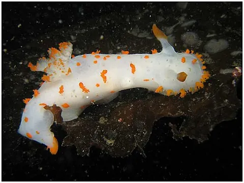 sea clown: triopha catalinae, a colourful nudibranch sea slug in the family Polyceridae