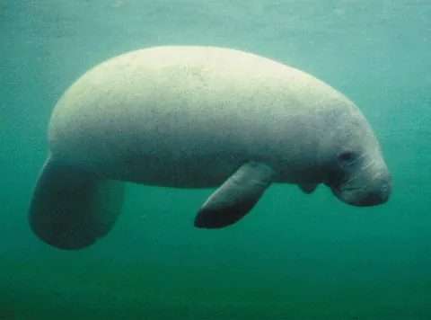 sea cow: synonym of sirenian