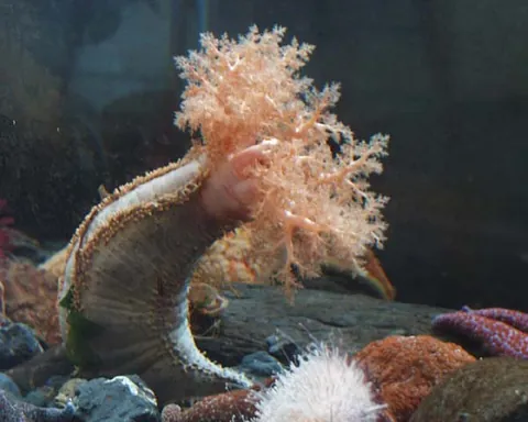sea cucumber: an echinoderm of the class Holothuroidea, with an elongated body and leathery skin