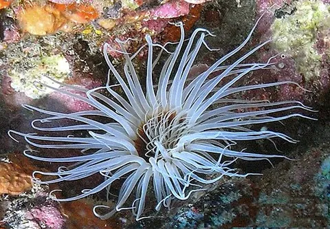 sea daisy: a sea anemone of the species Pachycerianthus dohrni