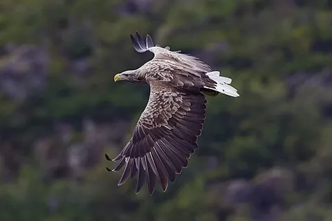 sea eagle: an eagle with a distinctive white tail; specifically, a white-tailed eagle (Haliaeetus albicilla)