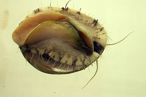 sea ear: an abalone (of the genus Haliotis)