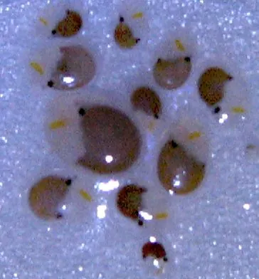 sea firefly: vargula hilgendorfii, a small bioluminescent ostracod found in the waters off Japan