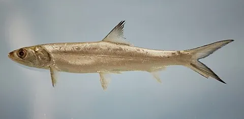 sea-galliwasp: elops saurus: A species of fish found in the west Atlantic