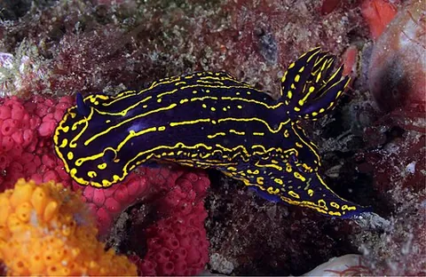 sea goddess: a female sea god