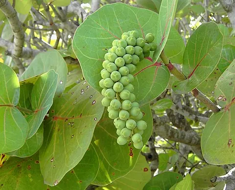sea grape: a small tree, of species Coccoloba uvifera, that grows on sandy beaches in tropical America; it has...