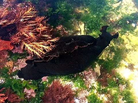sea hare: any member of the order Aplysiamorpha or Anaspidea, large marine gastropod molluscs with a soft...