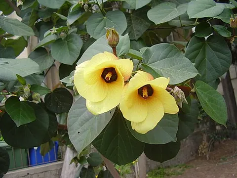 sea hibiscus: talipariti tiliaceum (syn. Hibiscus tiliaceus), native near Old World tropical coasts