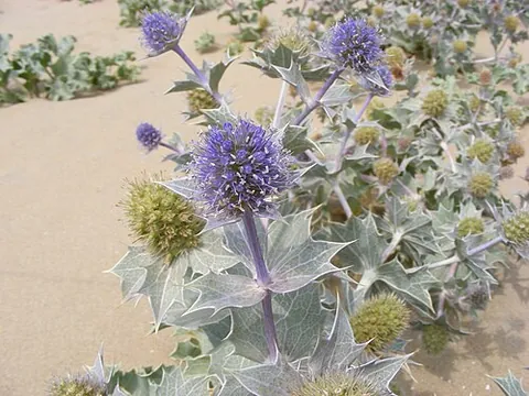 sea holly: a plant of species Eryngium maritimum, of Europe