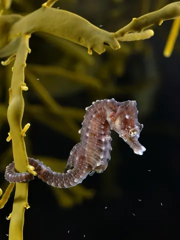 sea horse: any of the small fish of the genus Hippocampus that have a horselike head and swim upright