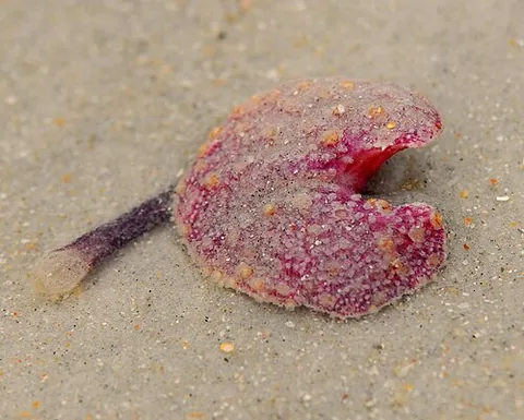 sea kidney: a polyp of the genus Renilla