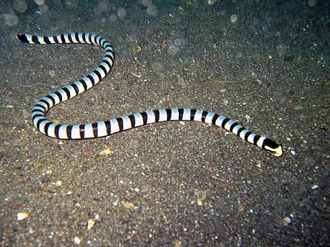 sea krait: any of the genus Laticauda of venomous semi-aquatic elapid snakes