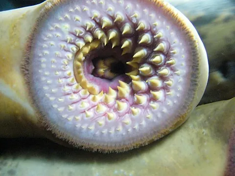 sea lamprey: a parasitic lamprey found in Europe and North America, Petromyzon marinus