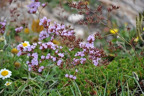 sea lavender: a plant in the genus Limonium