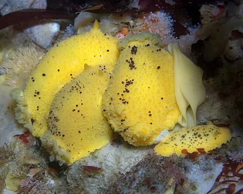 sea lemon: any of several species of nudibranchs of the family Dorididae, having a smooth, thick, convex...