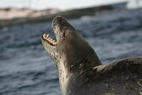 sea leopard: hydrurga leptonyx, of the Antarctic Ocean