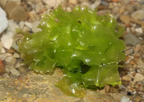 sea lettuce: any of several edible seaweeds of the genus Ulva