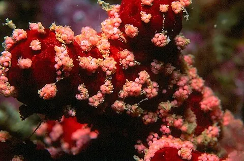 sea mulberry: a soft coral of the species Alcyonium acaule