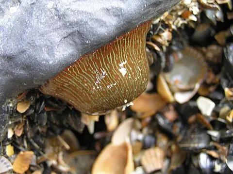 sea mushroom: a sea anemone of the species Actinia striata
