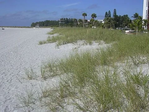sea oats: any species of oat-like grasses that can tolerate salty and alkaline conditions