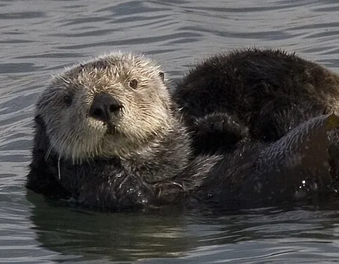 sea otter: a marine mammal native to the northern Pacific Ocean, of species Enhydra lutris