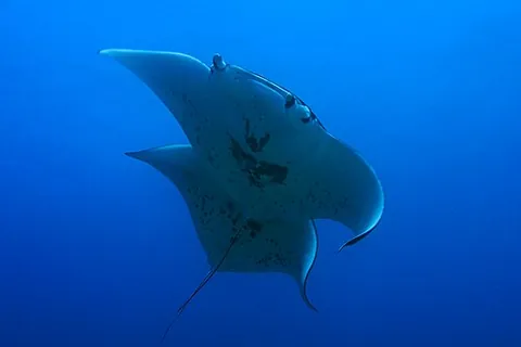 sea pancake: a manta ray