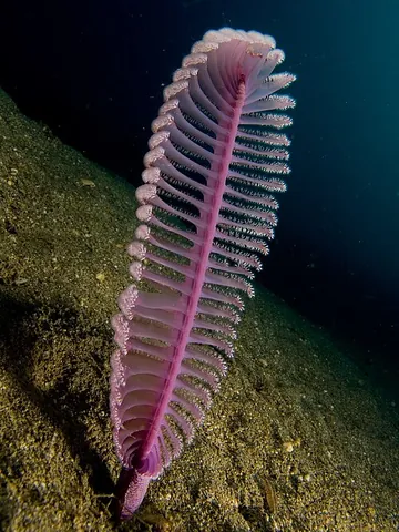 sea pen: a colonial marine cnidarian of the order Pennatulacea