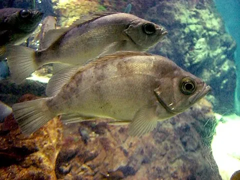 sea perch: any of various species of saltwater fish in various families, especially in the genus Sebastes