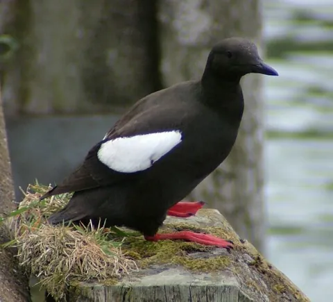 sea pigeon: the black guillemot (Cepphus grylle)