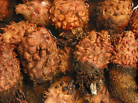 sea pineapple: halocynthia roretzi, an edible ascidian mainly eaten in Korea