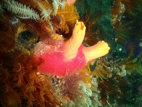 sea pomegranate: a sea squirt of the species Ascidia incrassata
