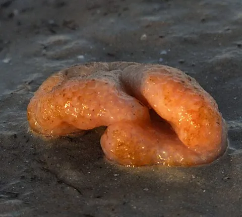 sea pork: certain colonial tunicates, such as of genus Aplidium (syn. Amaroucium), which resemble salt pork...
