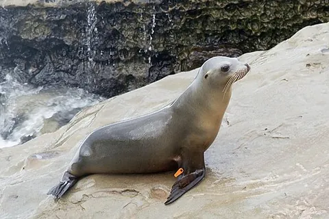 sea puppy: a seal, especially one of the cutest and furriest kinds of seal, such as a fur seal or a sea lion,...