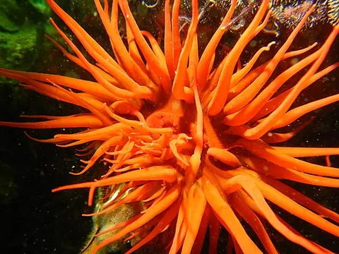 sea rose: a sea anemone of the species Anemonia alicemartinae