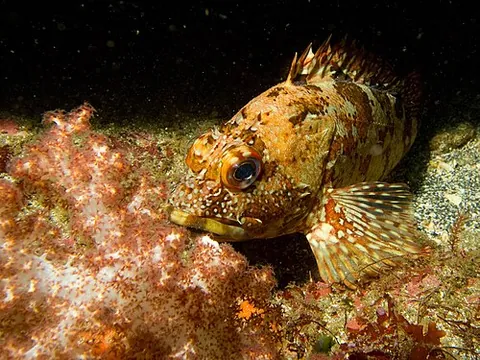 sea ruffe: any of various species of saltwater fish in various families, or a specimen thereof, some species...