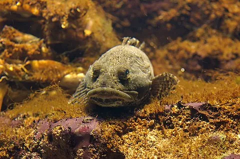 sea scorpion: a European sculpin, Myoxocephalus scorpius (synonym Cottus scorpius), having the head armed with...
