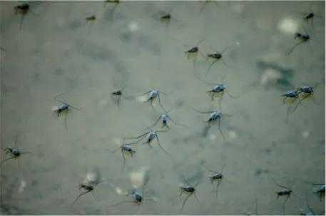 sea skater: any of the genus Halobates of water striders (insects that can walk on water)