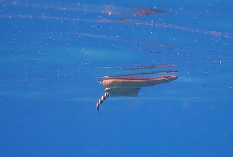sea snake: any of several snakes, of the subfamily Hydrophiinae, that live in the waters of the Pacific and...