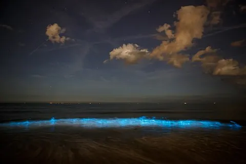 sea sparkle: the bioluminescent dinoflagellate Noctiluca scintillans (syn. Noctiluca miliaris), that causes some...
